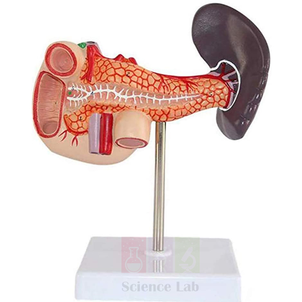 Human Pancreas, Spleen and Duodenum Model